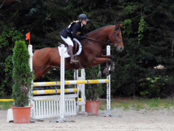 Jour de concours à Sandillon