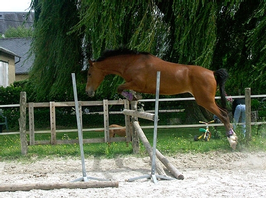 Ponette PFS Lune de la gueriviere - VENDUE