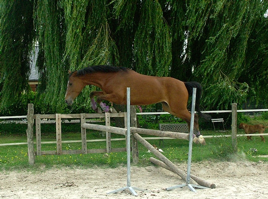 Ponette PFS Lune de la gueriviere - VENDUE