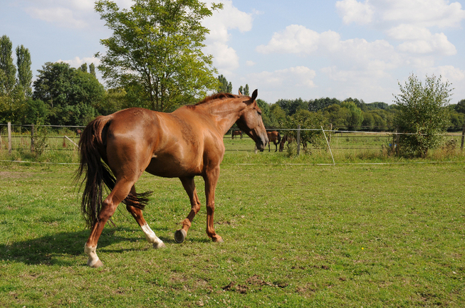 Les vacances, cela existe aussi pour votre cheval !