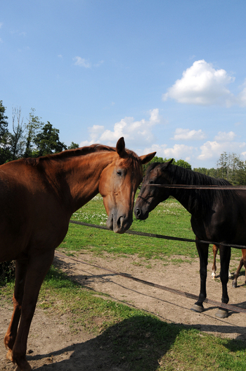 Les vacances, cela existe aussi pour votre cheval !