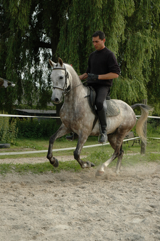 Poney demi-sang arabe Mohican du Berry - VENDU