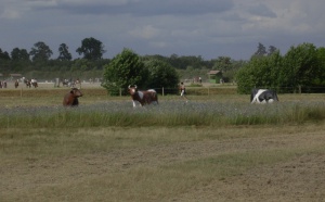 Les résultats de notre Open de France Generali 2009 Poneys