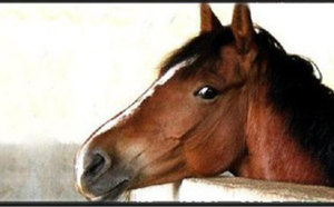 Ponette PFS Lune de la gueriviere - VENDUE