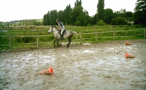 Poney ONC Simon - VENDU