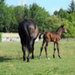 billet doux et  fine chevalière
