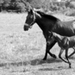 billet doux et  fine chevalière