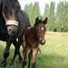 billet doux et  fine chevalière
