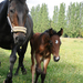 billet doux et  fine chevalière