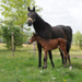 billet doux et  fine chevalière
