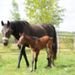 billet doux et  fine chevalière