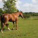 Quiriane07312011