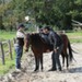 journée du cheval030