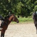 journée du cheval038