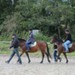 journée du cheval039
