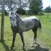 mohican