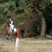 ecuriesduperche10_34.jpg