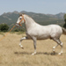 Balcanio_2.jpg