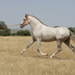 Balcanio_3.jpg