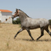 Furioso_2.jpg