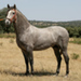 Furioso_1.jpg