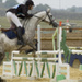 pineupe-du-parc_cso.jpg